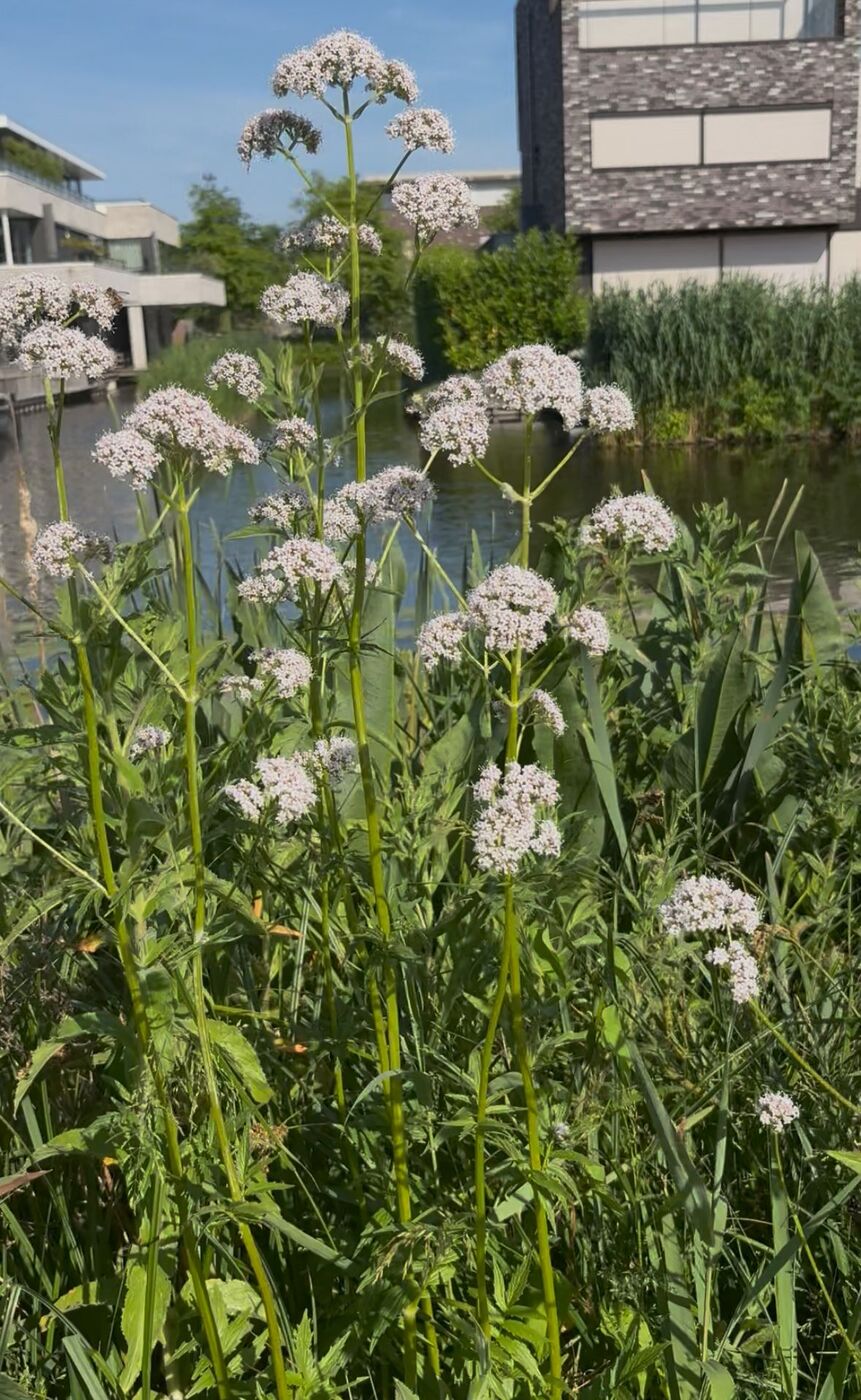 Valeriaanplanten in bloei langs het water