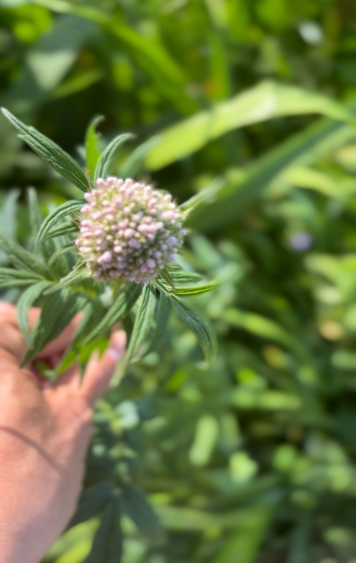 Hand bij een bloemtros van valeriaan