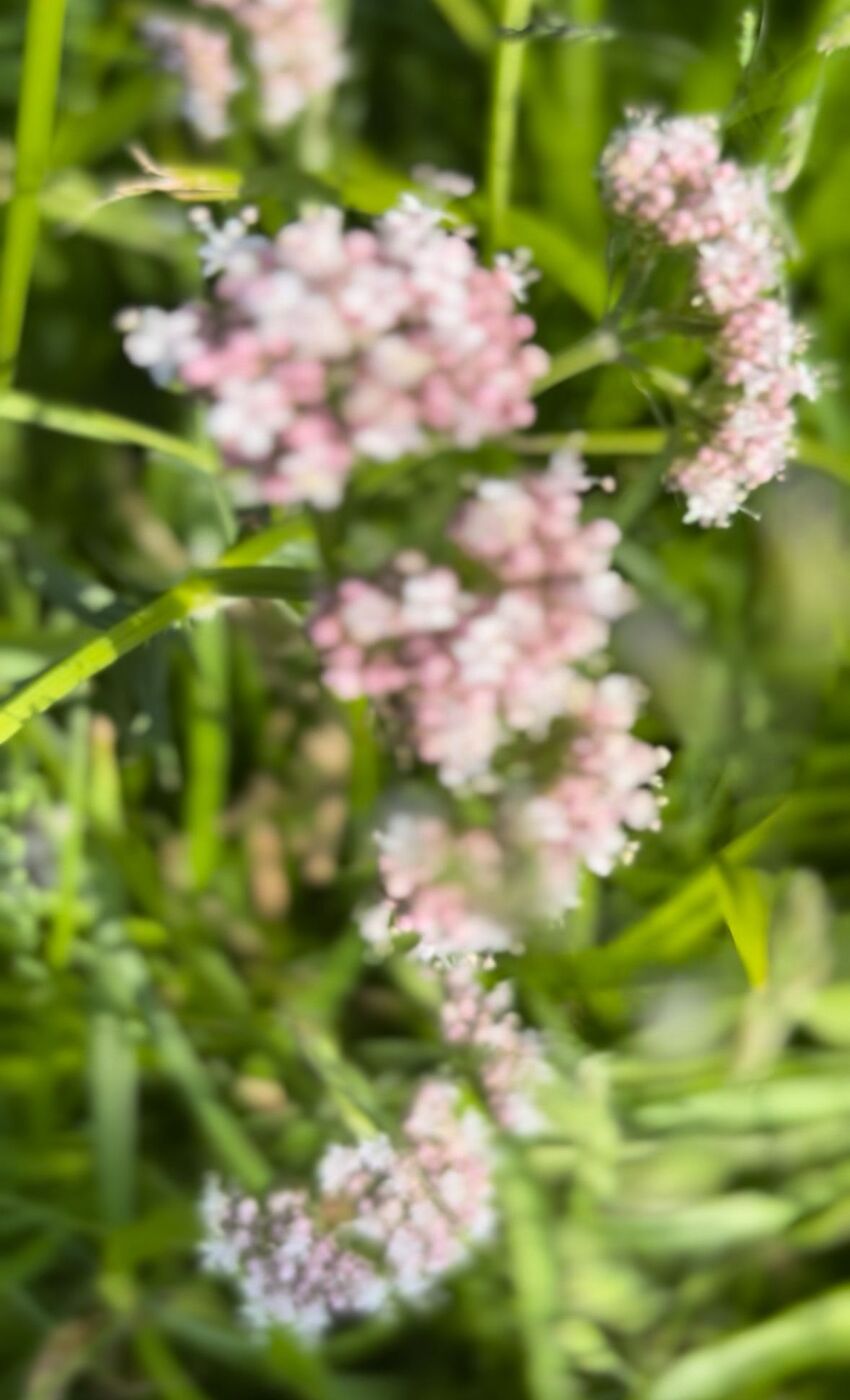 Close-up van de roomroze bloempjes van valeriaan